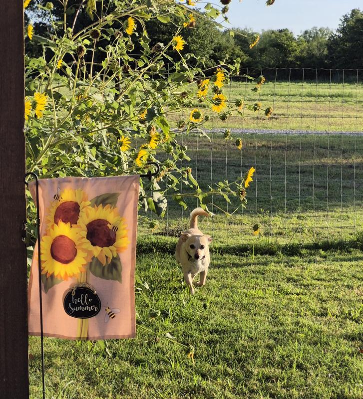 Front yard, left side