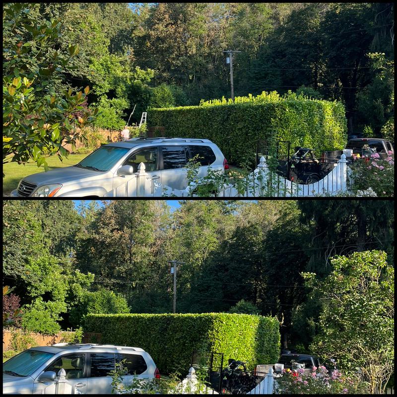 No more mohawks for huge laurels