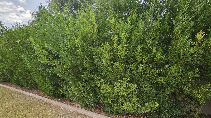 Photo - commentaire&nbsp;1.