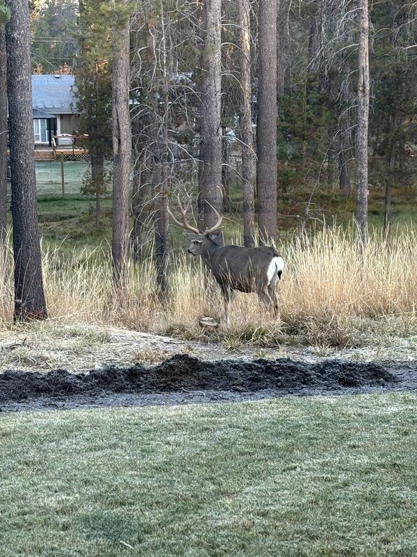 Photo - commentaire 4.