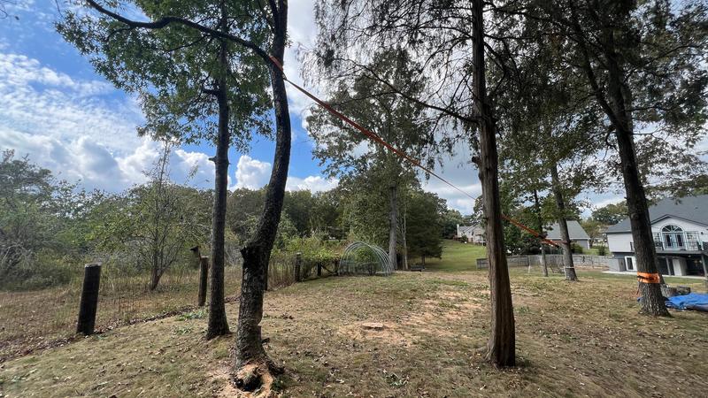 Bottom 20 feet of all tree limbs cleared, allowing much more sunlight into the area.