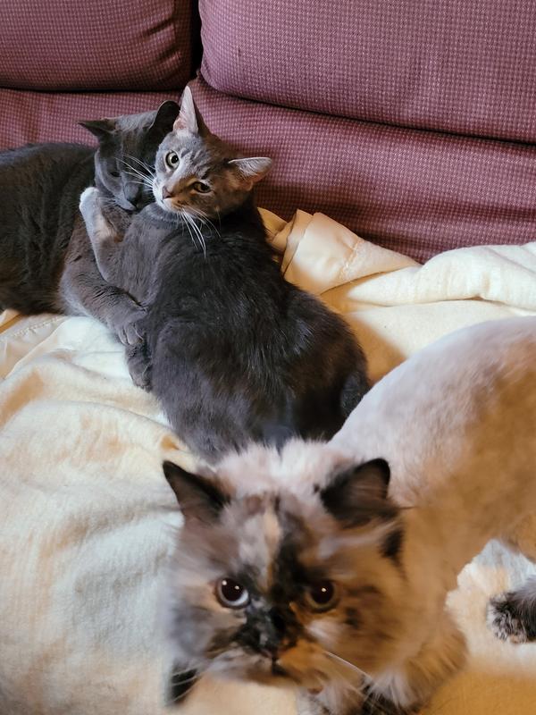 Them comforting each other and glaring at me for having the audacity to put meds on them