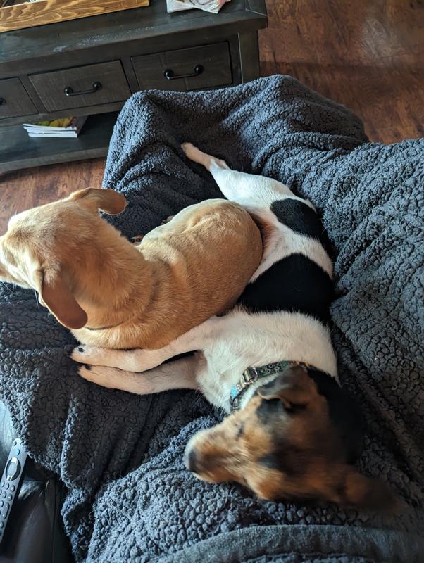 Tick free dogs