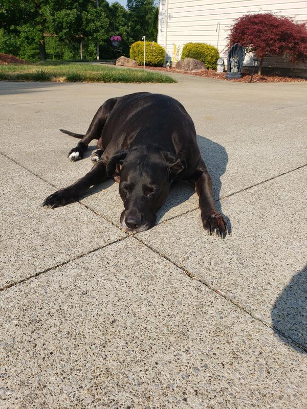 Allows him to be outside without worry of fleas and ticks