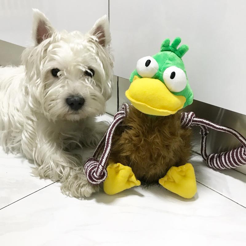 Apliqué Mack el Westie Perro de 5 1//2/"