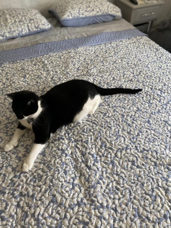 Our Fur Baby Loves it Too