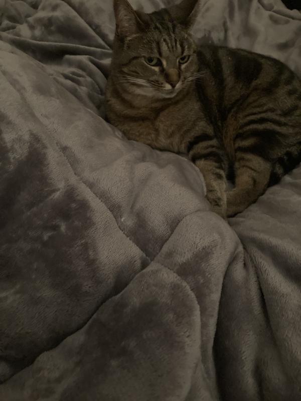 Cat approves the comforter