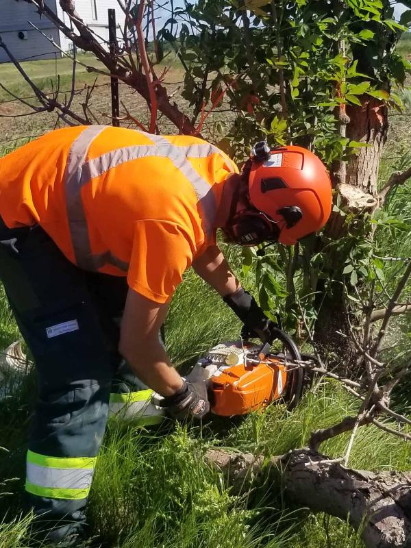 Felling a small dead Ash