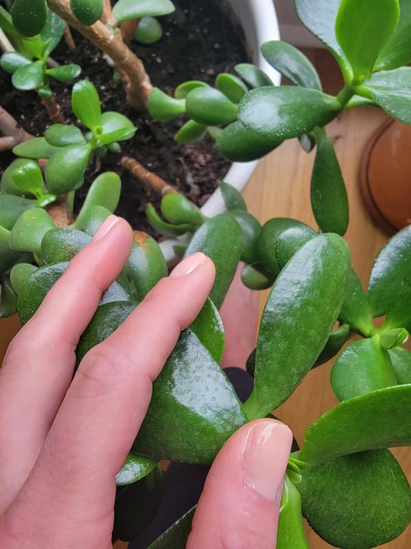 So natural and shiny!