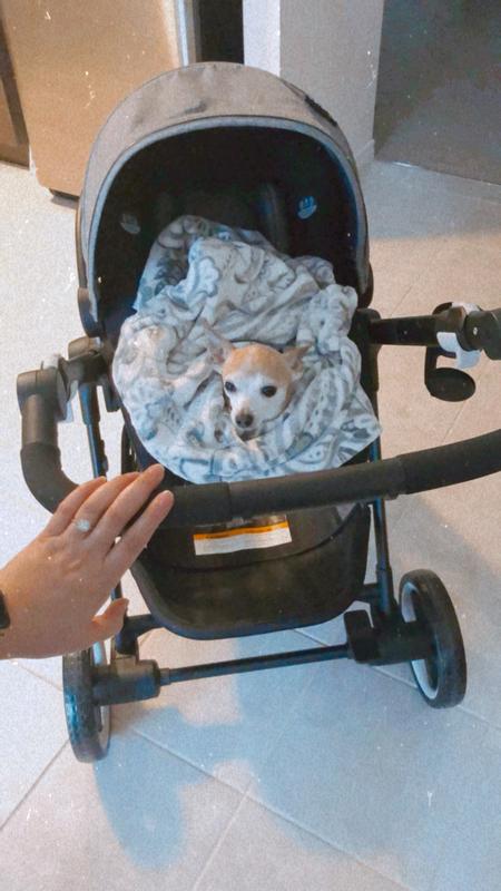 even the dogs approve !