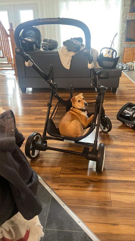 Even the dog love it