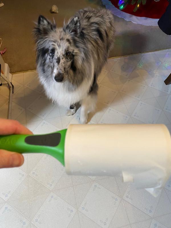 Lint roller and dog