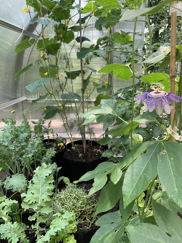 Early cucumber vine flowering, kale and a passion flower on its vine.