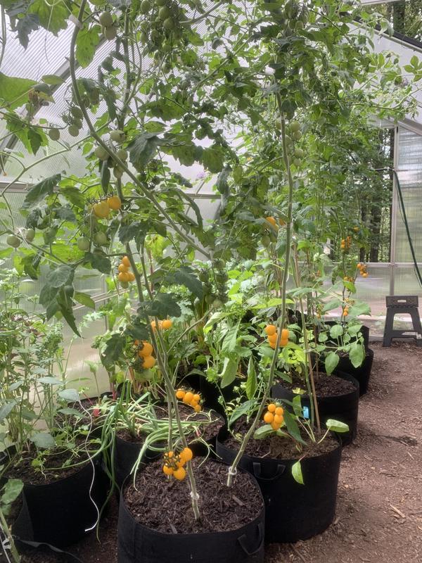 Summertime tomatoes!