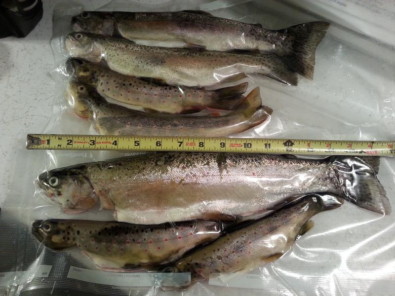 Photo - commentaire 2.