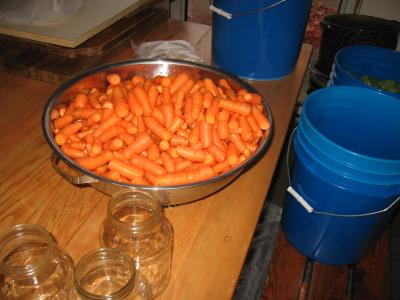 Getting ready to freeze carrotts in Foodsaver bags