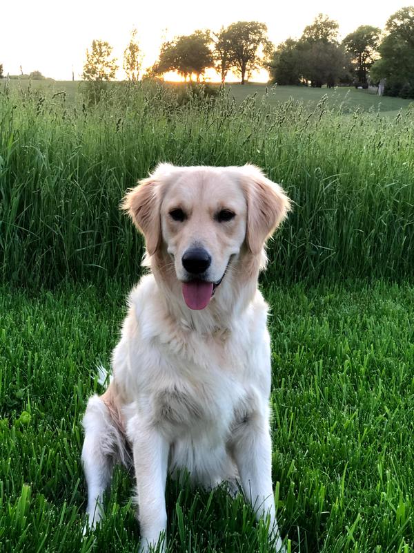 My dog