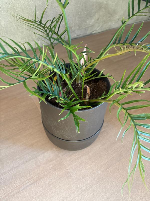 Customer photo for "Large planter"