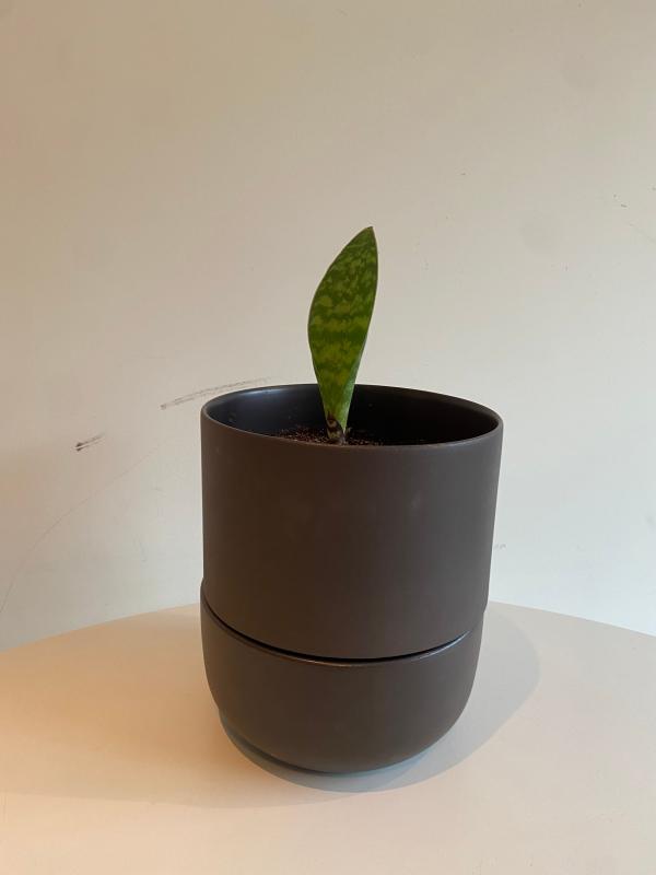 Customer photo for "Great planter."