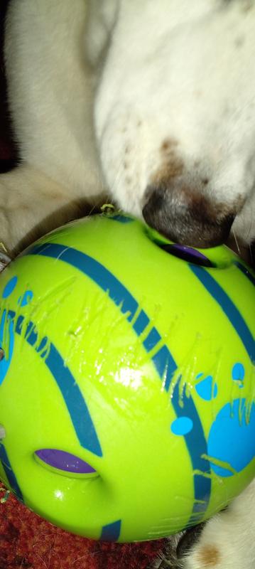 SCHITEC - Pelotas para perros con sonido de campana, pelota hinchable –  Digvice