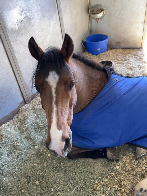 Clipped and ready to show