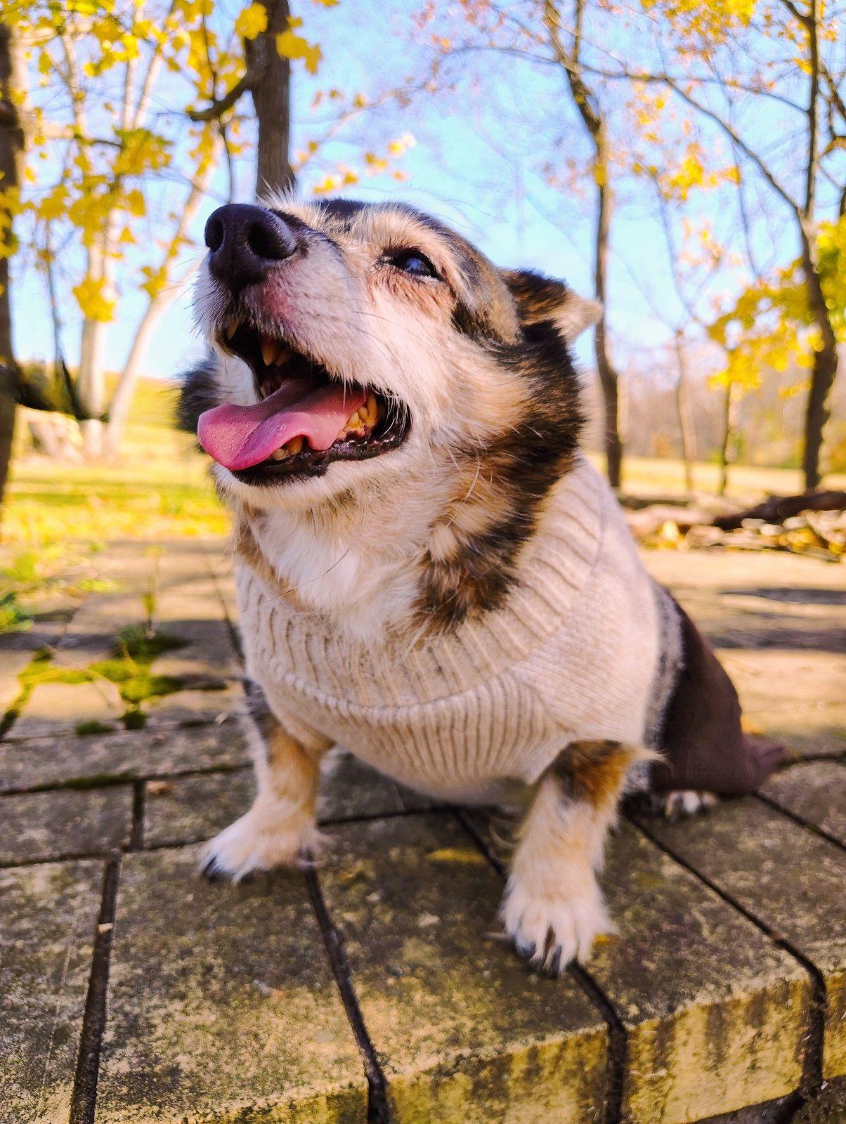 Fera Pets USDA Organic Mushrooms Immune Support for Dogs & Cats