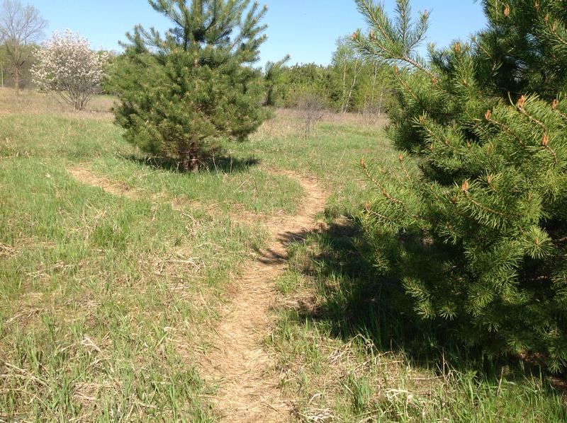 My figure "8" walk track (Infinity walk)