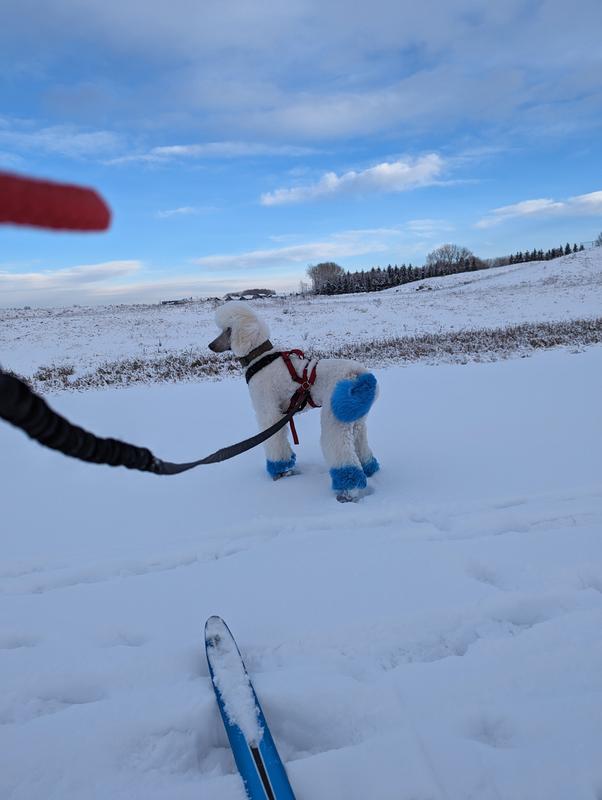 Perfect for Sk-joring!
