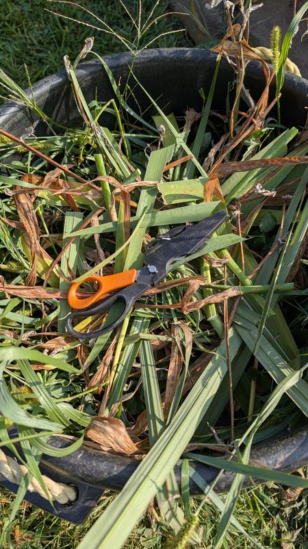 End of summer trimming.