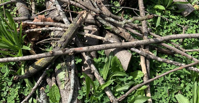 I cut all these smaller branches with ease.