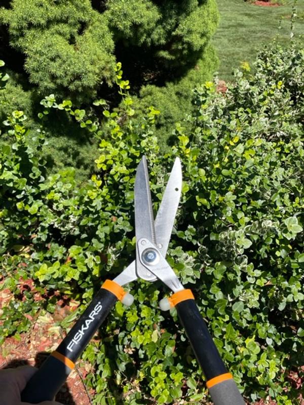 Trimming my Eucalyptus type bushes on my property.