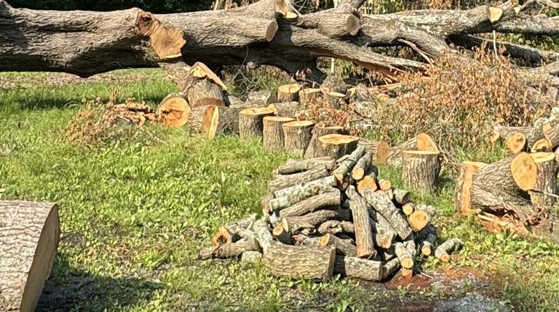 Half of the big tree