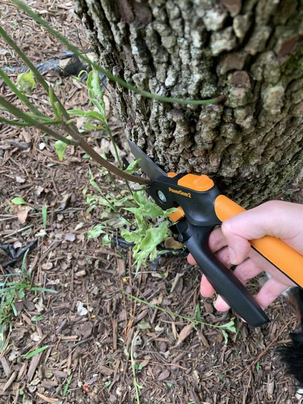 Cutting shoots off a tree