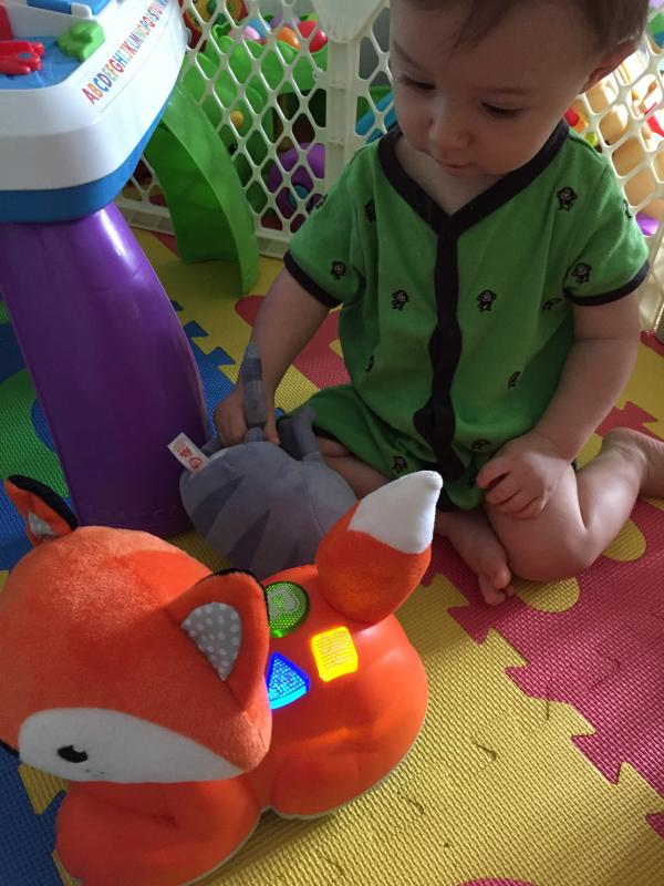crawl after learning fox