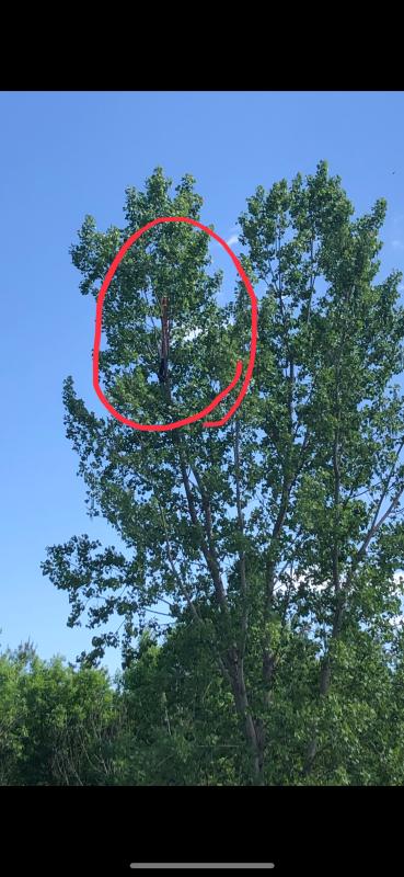 Maiden Lauch!!    Need to sell replacements!!