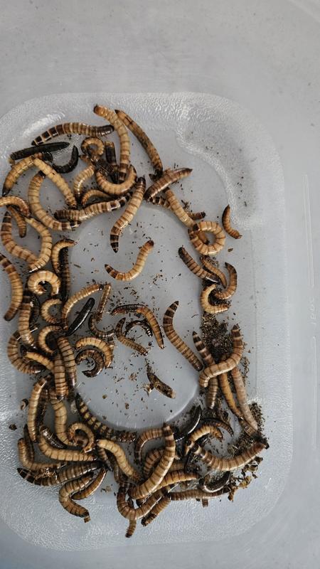 Can You Refrigerate Superworms: Essential Tips for Safe Storage