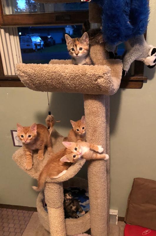 fleet farm cat tree