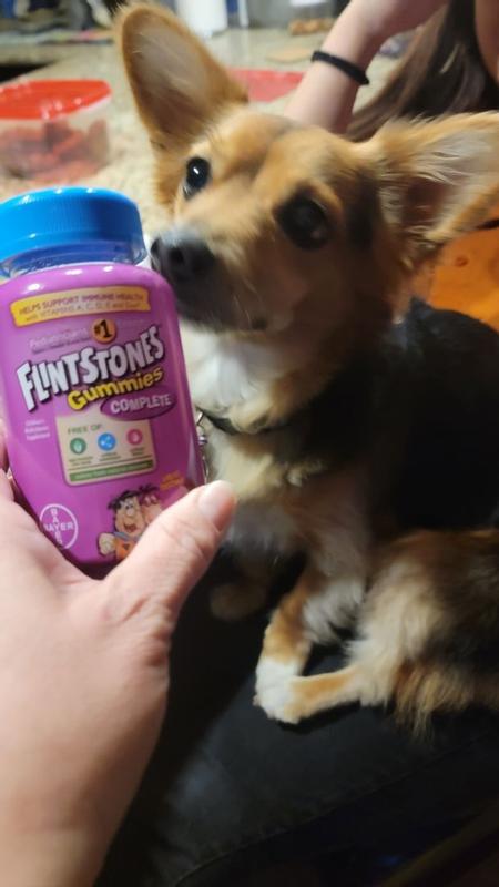 Dog ate shop flintstone vitamin