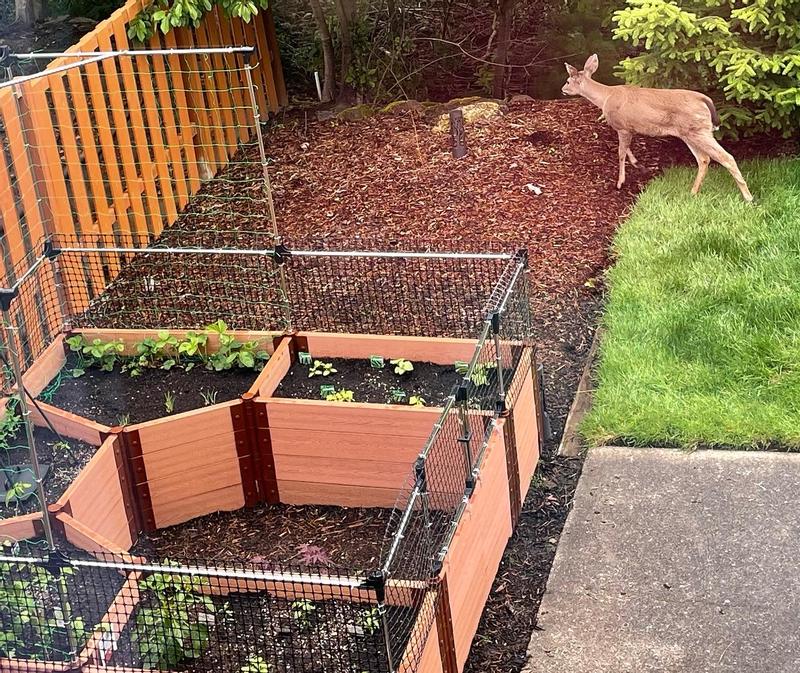 Backyard deer