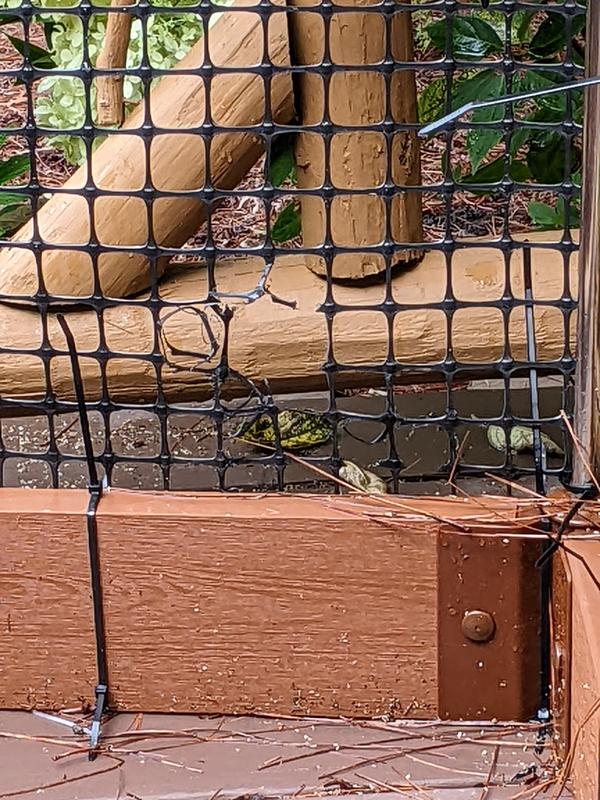 Raccoon party in my tomatoes
