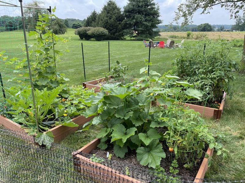 Walk-In 'Jumbo' 12' x 12' Animal Barrier Raised Garden Bed