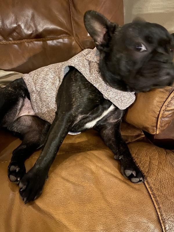 THICK DOG - Blue Fleece Jacket main image 0