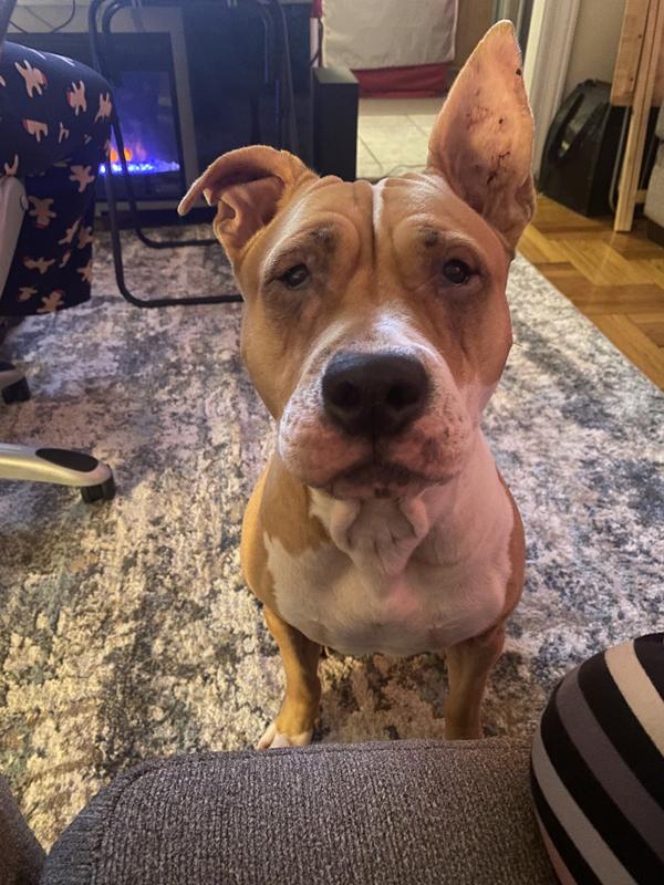 Marley 2months with no medication!