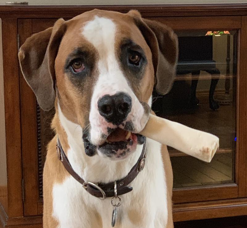 Freshpet Select Fresh From The Kitchen Chicken Dog Food