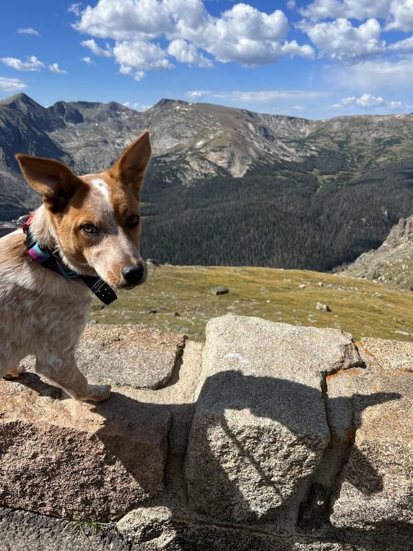 Hiking buddy