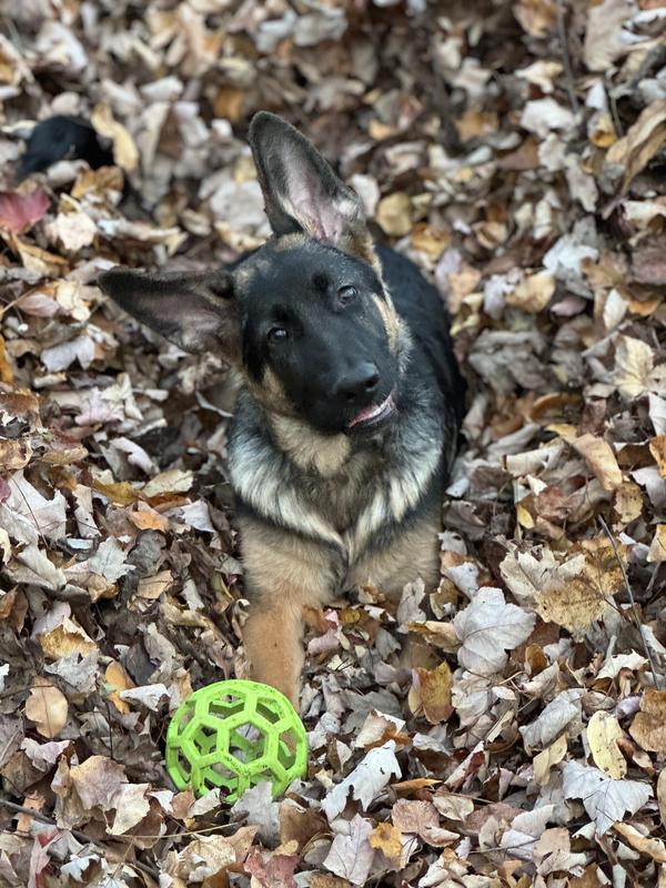 The first is Dewey watch TV! The second is Dewey playing in a pile of leaves ‘