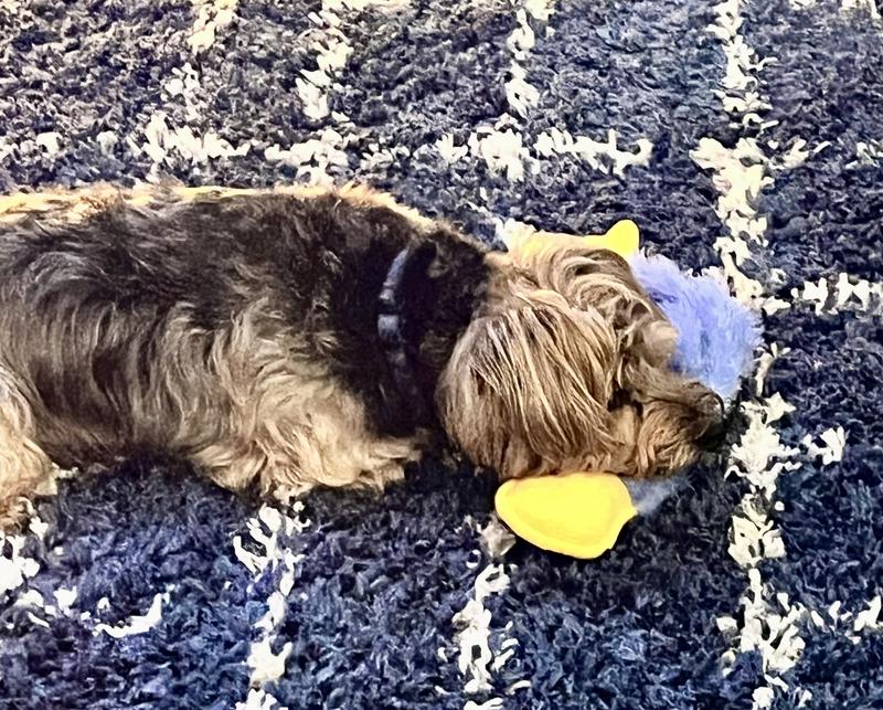 Play time rest after a good meal!