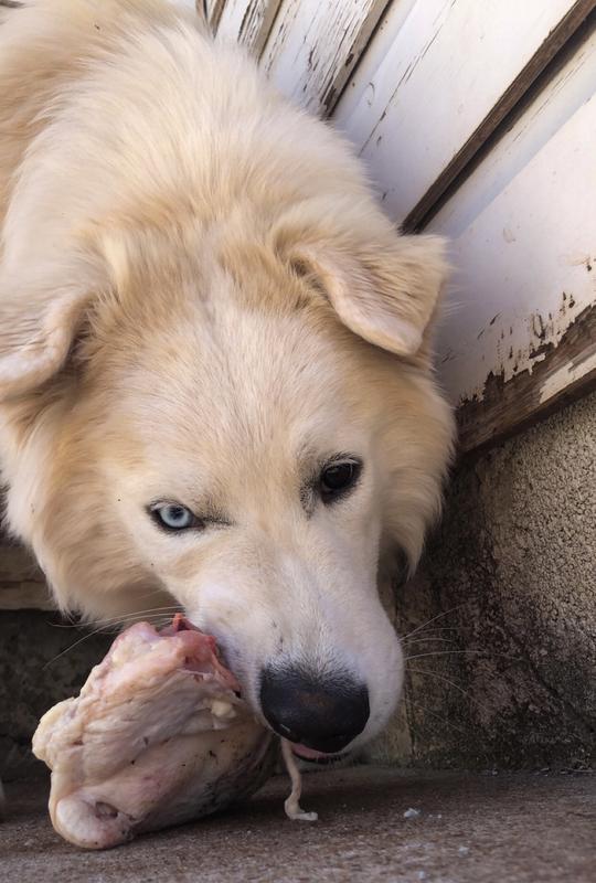 Slave Eating Dog Food