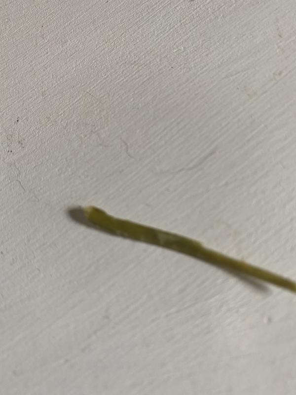 1-1/2 inch hard stem