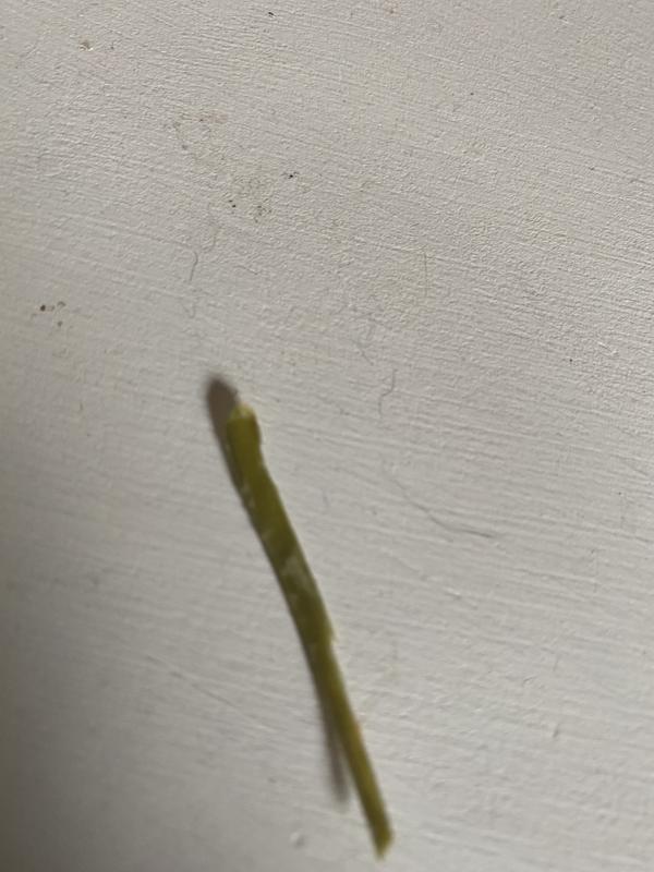 Vegetable stem?